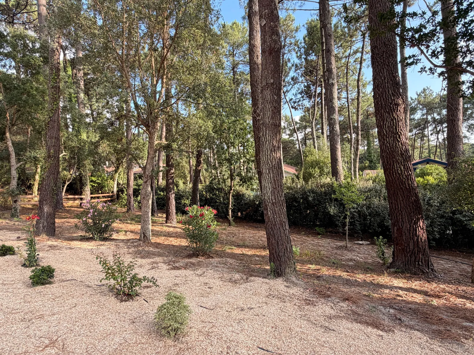 Au cœur de la pinède landaise